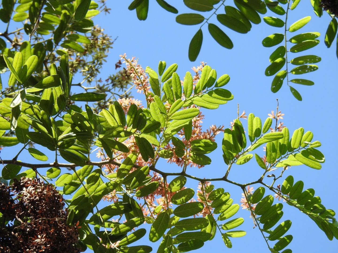Apoplanesia paniculata